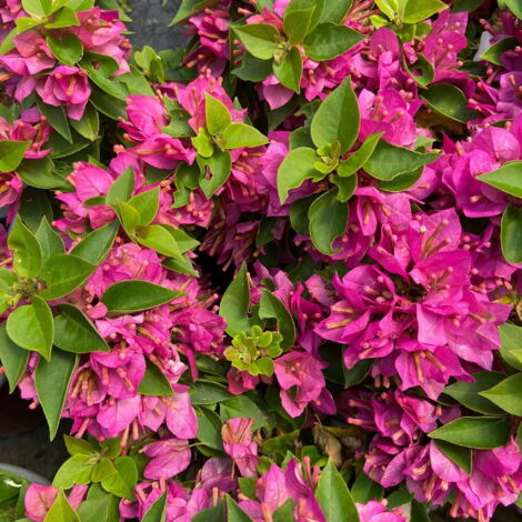 Vivaio Garden Forest – Bougainvillea 'Mini-Thai' plante grimpante – Arbuste tropical compact – Feuilles vertes persistantes – Exposition plein soleil ou mi-ombre