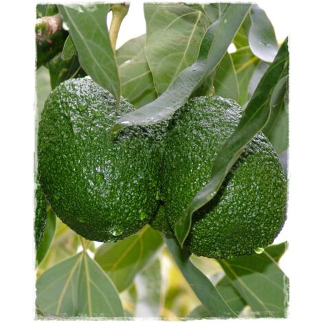 Vivaio Garden Forest – Avocatier Persea americana variété Bacon – Hauteur à maturité 3-4m – Exposition ensoleillée – Résistant au froid jusqu'à -3°C