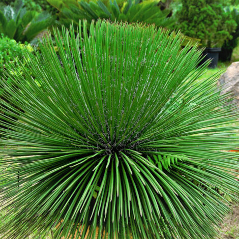 AGAVE BLEU D'AMÉRIQUE