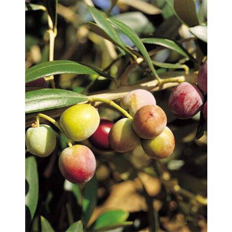 Vivaio Garden Forest – Olivier certifié Arbequina 2 ans – Hauteur 170 cm – Auto-compatible – Productivité élevée pour plantations super intensives