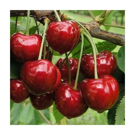 Vivaio Garden Forest – Cerisier Bigarreau Burlat en pot – Hauteur à maturité 6 à 10m – Fruits rouge foncé juteux – Floraison blanche abondante – Exposition plein soleil