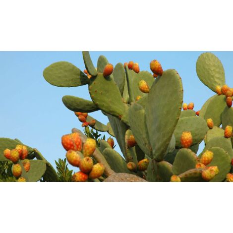 Opuntia Ficus Indica Pot de figues de barbarie 24 photos réelles H 70cm plante succulente