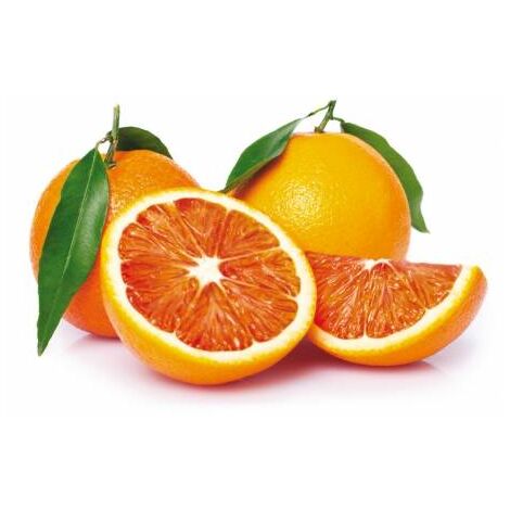Arancio Tarocco scirè plant in phytocells