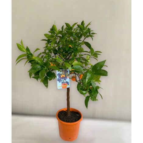 Citronnier x clémentine citrus limon x citrus clementina hybride photo réelle