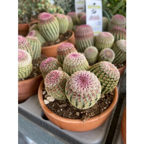Echinocereus rigidissimus var. rubrispinus - Plante photo royale