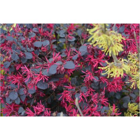 Vivaio Garden Forest – Loropetalum Black Pearl arbuste en pot 18cm – Feuillage persistant rouge/bordeaux – Fleurs rouges au printemps – Exposition ensoleillée