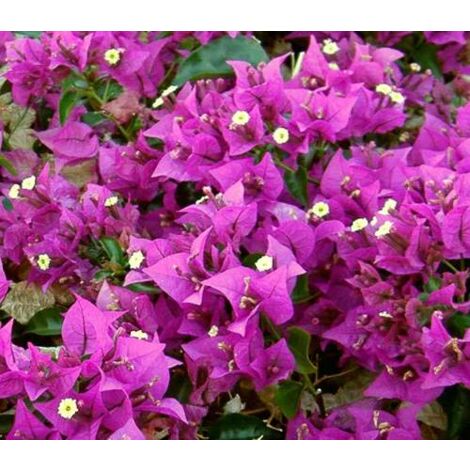 Bouganvillea Sanderiana pot 18cm plante grimpante photo réelle