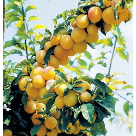 Vivaio Garden Forest – Plant de prunier Spring Smile 24cm – Hauteur à maturité 3m – Exposition plein soleil – Fruits jaunes teintés de rouge acidulés