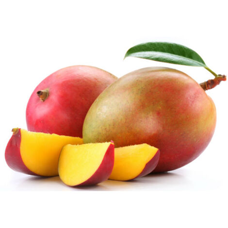 Vivaio Garden Forest – Plante de mangue Kensington – Arbre fruitier 15-20m – Feuillage persistant vert foncé – Fleurs blanc orangé – Fruits juteux et sucrés