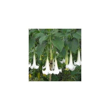 Vivaio Garden Forest – Plante Brugmansia arborea – Trompette d'ange – Fleurs blanches parfumées – Hauteur 2m – Exposition ensoleillée – Pour grands pots