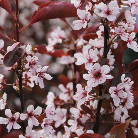 Prunus x cistena plante en pot 18cm