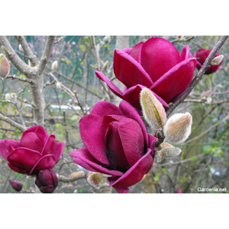 MAGNOLIA X GENIE POT 18CM PLANTE D'EXTÉRIEUR H 80CM FLEUR ROUGE