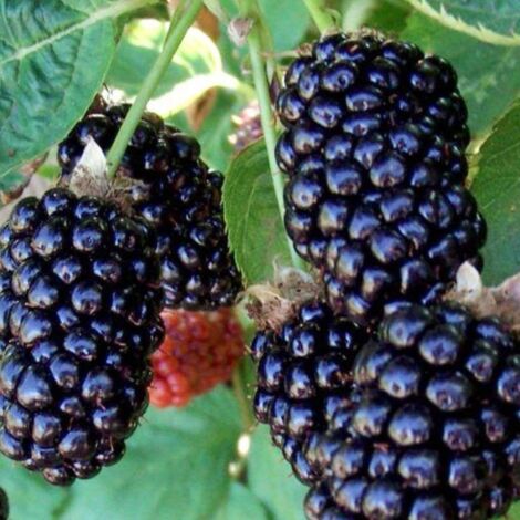 Plante de mûre de Boysen croisement entre la mûre et la framboise PHOTOS RÉELLES H 110CM (1/2)
