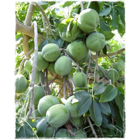 Zapote blanche, Casimiroa Edulis mc aneth photo actuelle H 100 cm