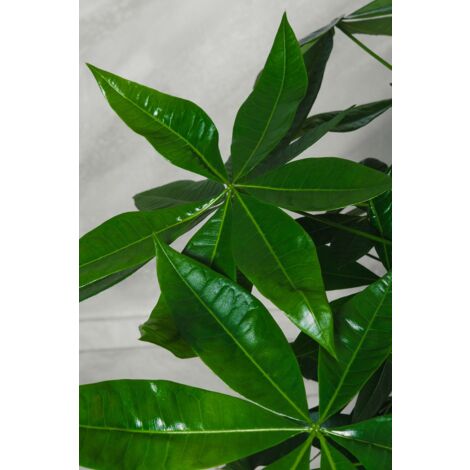 Pachira plante aquatique Pakira pot 16cm H 100cm photo réelle plante réelle