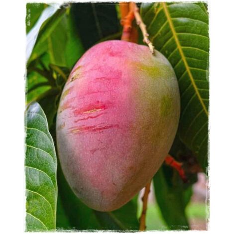 Vivaio Garden Forest – Mangue greffée Sensation Indica – Hauteur 140cm – Fruits ovales rouge prune foncé – Chair sucrée et arôme délicat