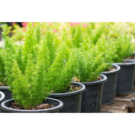 Asparagus densiflorus myersii plante en pot 18cm