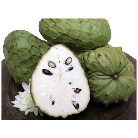 Vivaio Garden Forest – Plante autofertile Annona cherimola 'Fino de Jete' H 150cm – Fruits tropicaux crémeux – Préfère la mi-ombre – Sol bien drainé