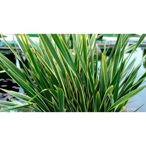 Vivaio Garden Forest – Phormium tenax 'Variegatum' en pot 22cm – Feuilles persistantes gris-vert – Idéal pour milieux méditerranéens – Hauteur jusqu'à 2m