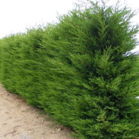 Vivaio Garden Forest – Cyprès Leylandii conifère H 130 cm – Croissance rapide pour haies compactes – Résistant jusqu'à -15°C – Pot 20cm