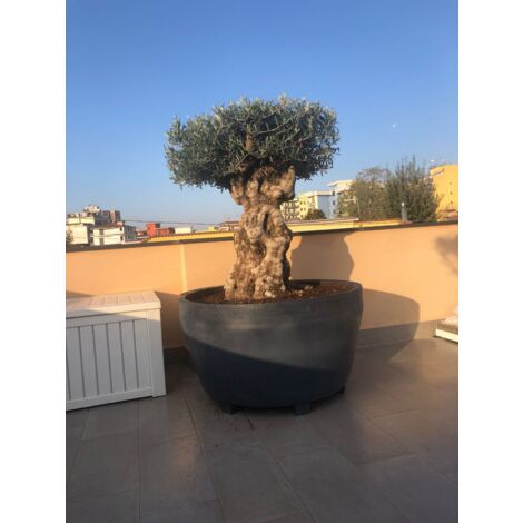 Vivaio Garden Forest – Bac à plantes Jumbo 122 cm Ø anthracite – Polyéthylène résistant aux UV – Capacité 500 litres – Pour espaces extérieurs et intérieurs