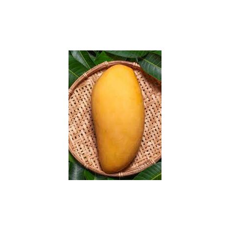 PIANTA DI MANGIFERA INDICA MANGO ATAULFO, H 140CM FOTO REALI