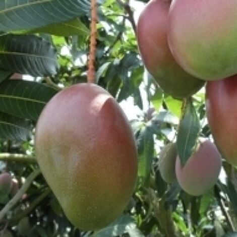 Vivaio Garden Forest – Mangifera Indica Keitt – Arbre fruitier greffé – Hauteur à maturité 35-40m – Feuillage persistant – Fruits jaunes, chair fondante