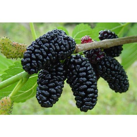 Vivaio Garden Forest – Plante de mûrier noir en pot 24cm – Hauteur jusqu'à 15m – Exposition ensoleillée ou mi-ombragée – Feuilles jusqu'à 15cm
