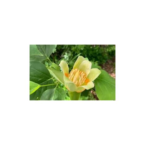 Tulipier (Liriodendron tulipifera) Liriodendron photo réelle h 150cm