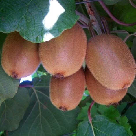 Plante de kiwi Hayward - Pollinisateur mâle