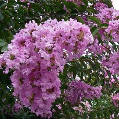Lagerstroemia petite plante en pot rose 18cm