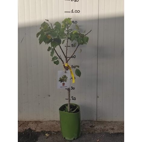Vivaio Garden Forest – Abricotier nain – Arbre fruitier 150/180 cm – Exposition ensoleillée – Feuillage persistant – Fleurs blanches et fruits savoureux