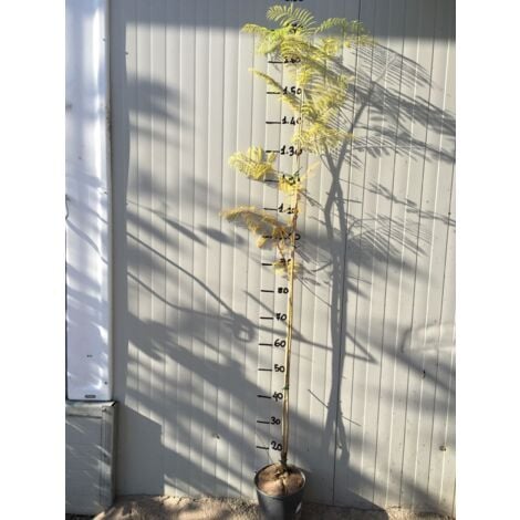 Jacaranda mimosifolia (Glycine) Pot de 18cm