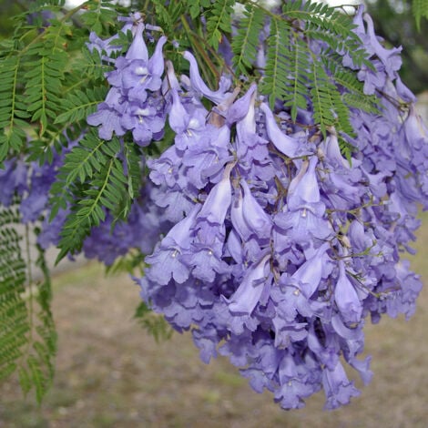 Jacaranda mimosifolia (Glycine) Pot de 18cm
