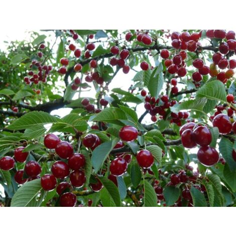 Vivaio Garden Forest – Plante de cerisier Amarena 2 à 8 mètres – Fleurs blanches en ombelles – Fruits rouges aigre-doux – Adaptée à sols ensoleillés