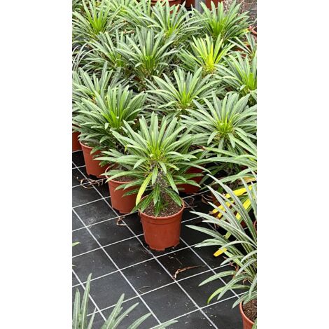 Pachypodium lamerei (palmier de Madagascar) plante succulente photoréaliste H 40CM