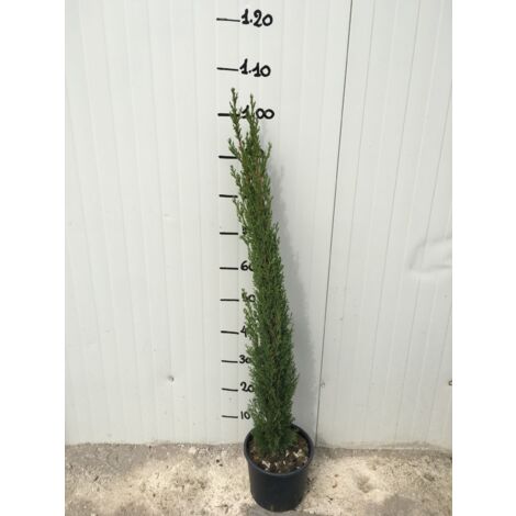 Cupressus Sempervirens Vase Totem (Cyprès) 18cm H 100 cm photos réelles