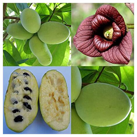 Vivaio Garden Forest – Plante asimina triloba banane de montagne – Hauteur à maturité 5-6m – Exposition plein soleil – Fruits sucrés et riches en protéines