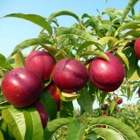 Vivaio Garden Forest – Nectarine 'May Grand' en pot 24cm – Fruits rouges brillants – Maturation rapide – Chair jaune sans fissures