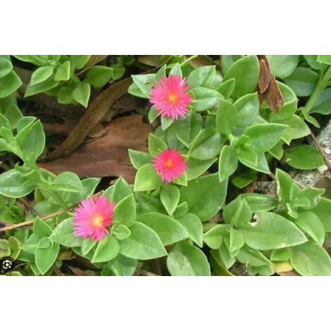 Aptenia cordifolia fleur verte rose en panier 16cm photos réelles succulentes