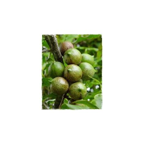 QUEENSLAND WALNUT plante Macadamia tetraphylla h 150 cm