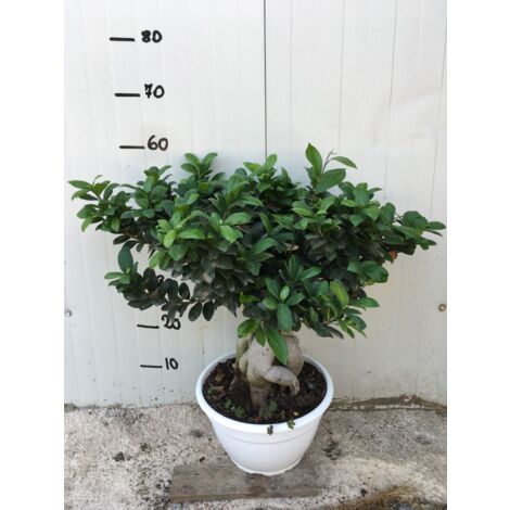 Vivaio Garden Forest – Bonsaï Ficus Ginseng 25cm – Tronc sinueux et racines aériennes – Plante d'intérieur lumineuse – Arrosage régulier