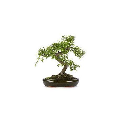 Bonsaï Zelkova - Orme japonais miniature Photos réelles