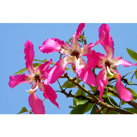 Vivaio Garden Forest – Chorisia speciosa – Arbre bouteille H 150 cm – Feuillage semi-persistant – Fleurs blanc crème avec pétales roses