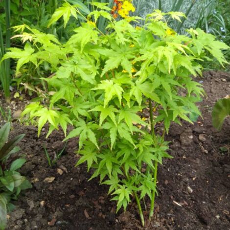 Erable 'Acer Winter Jewels' Vert Photo Bois Royal H 100 cm (1/4)