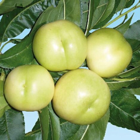Vivaio Garden Forest – Plant de pêche de noyer blanc – Chair juteuse, parfumée – Maturité fin juillet – Autofertile, fruits anciens