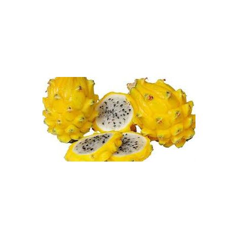 Hylocereus undatus, pitaya, fruit du dragon jaune photo réelle h 70cm
