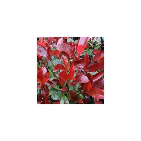 Vivaio Garden Forest – Photinia Red Robin plante de haie 140-150 cm – Feuillage rouge écarlate – Résistant au froid jusqu'à -25° – Mi-ombre ou plein soleil