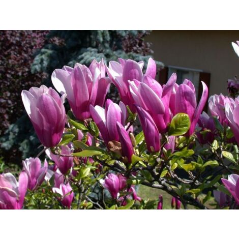Vivaio Garden Forest – Magnolia Soulangeana Susan – Arbuste à fleurs rouge pourpre foncé – Hauteur 6m – Adapté à tous les climats – Pot de 18cm