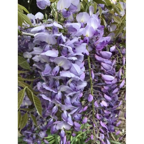 Wisteria floribunda Macrobotrys (glycine pourpre) Pot 18cm H 190cm grimpant (1/3)